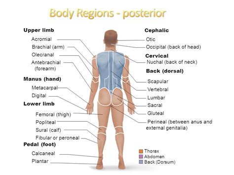 Anatomy Body parts and Reigns (Posterior) Diagram | Quizlet