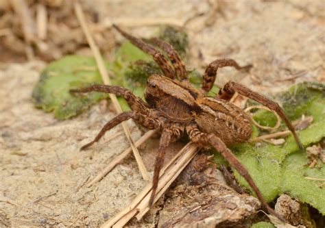 Wolf spider - New Forest National Park Authority