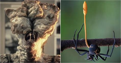 The Last Of Us Part 2: 10 Crazy Things You Didn't Know About Cordyceps