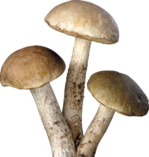 Mushroom PNG Transparent Images | PNG All