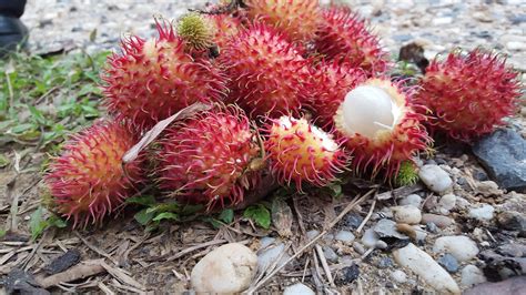 Health benefits of Rambutan Fruit for Weight Loss (Diet) | Health ...