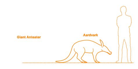 Aardvark (Orycteropus afer) Dimensions & Drawings | Dimensions.com