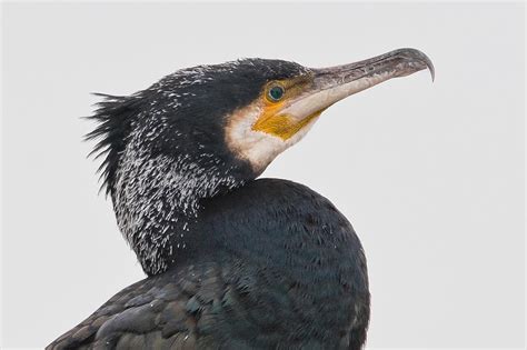 Great and Double-crested Cormorants and European Shag photo ID guide ...