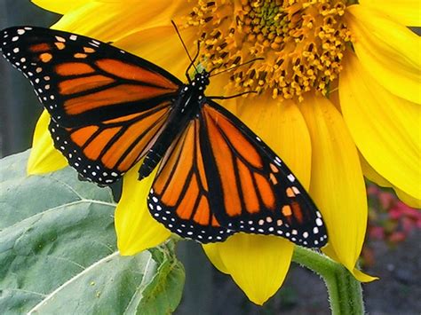 Ichabod, The Glory Has Departed: Monarch Butterfly on the Sunflowers