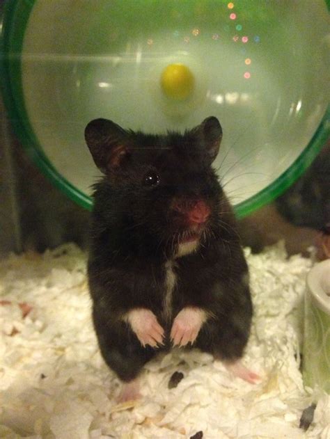 Black bear hamster | Bear hamster, Cute hamsters, Funny hamsters