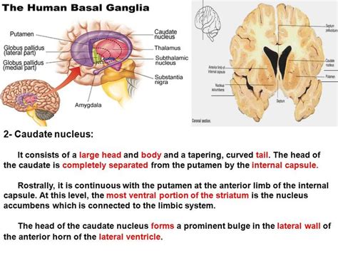 118 best neuro anatomy images on Pinterest | Anatomy, Anatomy reference and Brain