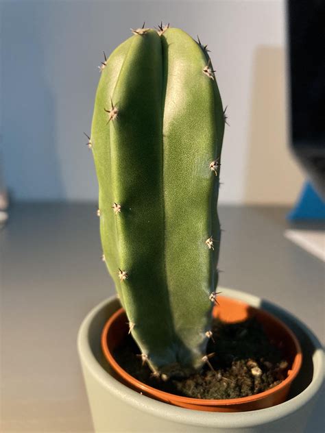 Could anyone help me identify these cacti? : r/PlantIdentification