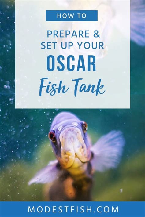 Oscar Fish Care Sheet: Your Definitive Guide for Providing Optimal Care