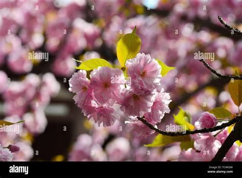 Japanese cherry blossoms Kyushu cherry blossoms Stock Photo - Alamy