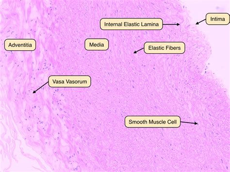 Blood Vessels Lab