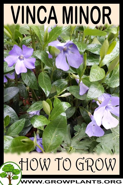 Vinca minor - How to grow & care