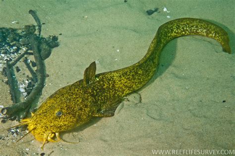 Cnidoglanis macrocephalus