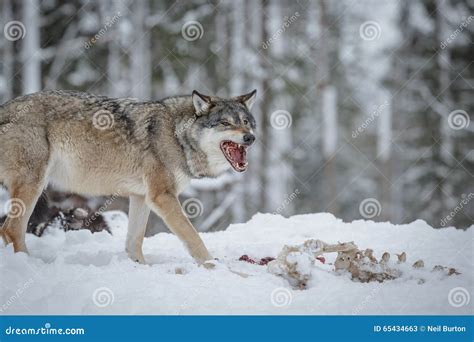 Wolf scavenging stock image. Image of natural, mammal - 65434663