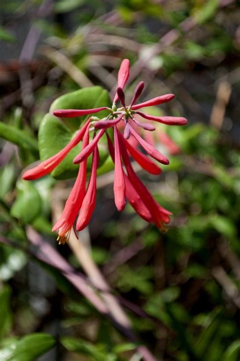 Coral Bean (Erythrina Herbacea): Edibility, Uses & Plant Care | ForagingGuru