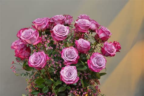 24 Purple Ecuadorian Roses Arrangement - The Flower Estate