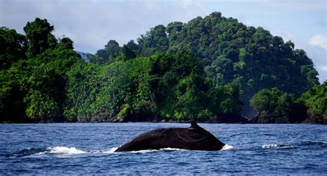 Bahía Solano: El paraíso de las ballenas jorobadas, el verdadero edén ...