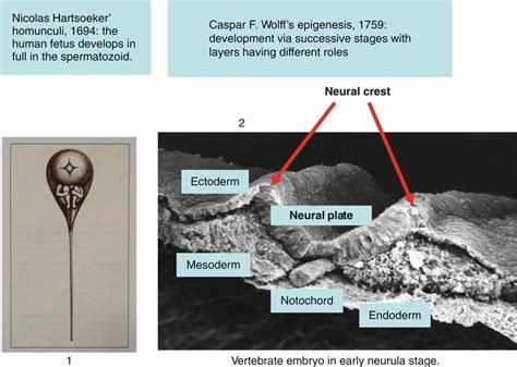 Introduction Craniofacial Epigenesis in Vertebrates | Radiology Key