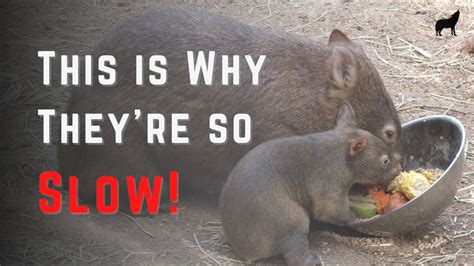 What Do Wombats Eat - The Complete Wombat Diet - YouTube