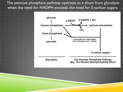 27. The Pentose Phosphate Pathway: The Many Essential Roles of Glucose | Chris Masterjohn, PhD