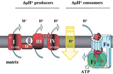 The mitochondrial proton gradient generated by complexes of respiratory... | Download Scientific ...