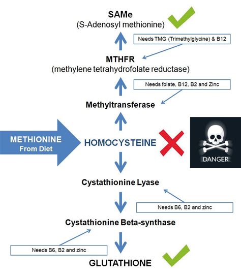 Methylation and MTHFR gene mutations symtoms | MthfrGeneHealth | Mthfr ...