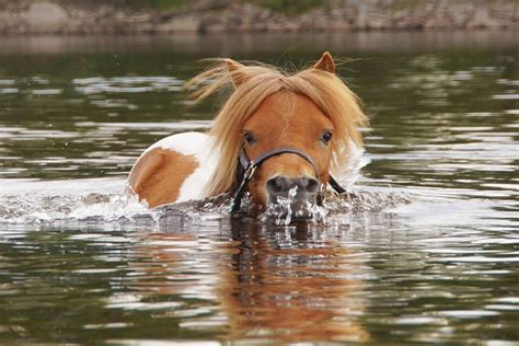 Horse & Swimming: Can They, & Should They? – Equestlife