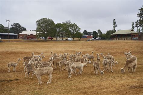 Australia wildfires: Animals in peril across the country