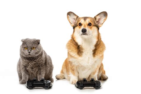 How To Choose Games For Dogs - The Savvy Sitter