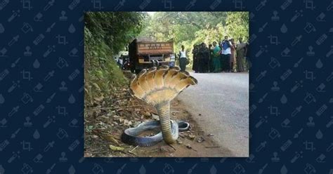 Does This Photograph Show a 7-Headed Snake? | Snopes.com