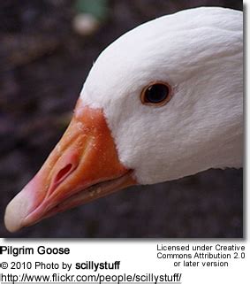 Pilgrim Geese (Anser anser) Information | Earth Life