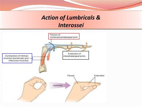 PPT - HAND & WRIST PowerPoint Presentation, free download - ID:2317602