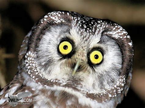 Boreal Owl - Aegolius funereus