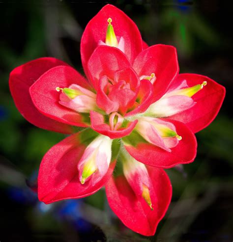 Indian paintbrush flowers, Indian flowers, Indian paintbrush