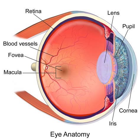 Cow Eye Labeled Diagram - ClipArt Best