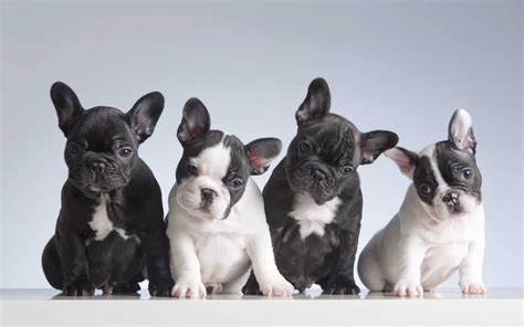 How Many Puppies Can a French Bulldog Have?