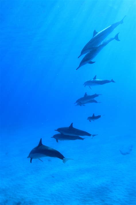 Free Images : sea, ocean, flock, underwater, hawaii, fish, vertebrate, scuba, marine mammal ...