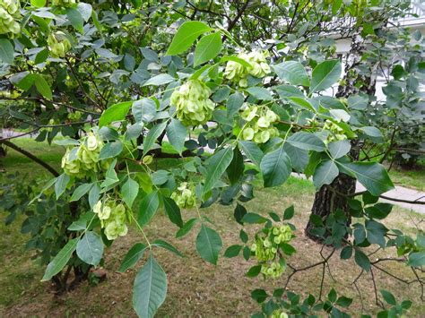 Herbs from Distant Lands: Ptelea trifoliata - Hop Tree, Wafer Ash