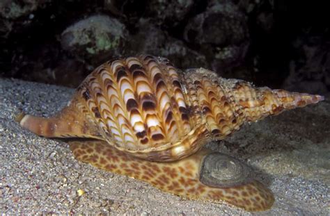 The 9 Largest Snails In The World - A-Z Animals