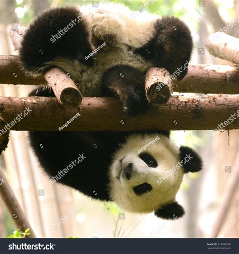 Cub Giant Panda Bear Playing On Stock Photo 214102690 | Shutterstock