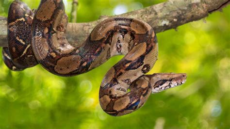 Boa constrictor released in S. Carolina park | WCIV