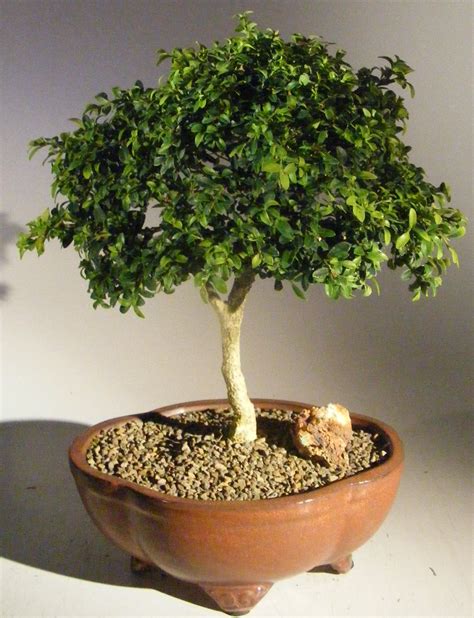 Japanese Kingsville Boxwood Bonsai Tree(buxus microphylla compacta)9