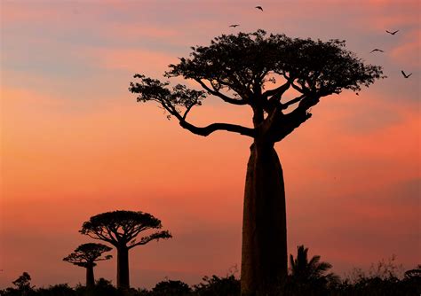 The baobab's silence - Revista Mètode