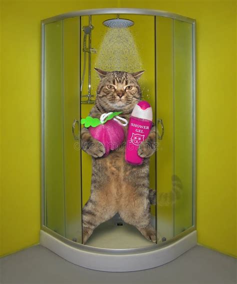 Cat in the shower stock image. Image of wash, kitty, shampoo - 3227053