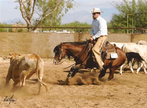 The Arabian Cutting Horse Association #ArabianHorses #ShowRing # ...