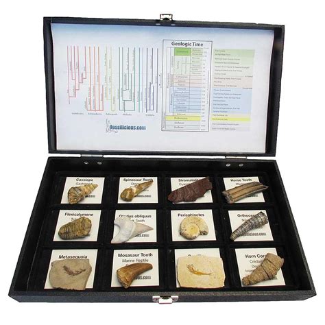 Fossil Collection 12 Large specimens With Display Box