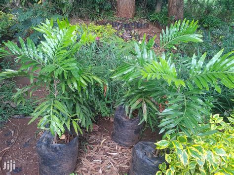 Archive: Thika Palm Tree(3feet) in Kawangware - Garden, Bashan Bashan | Jiji.co.ke