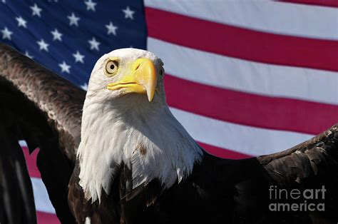 Bald eagle and American flag patriotic symbols of America, USA ...