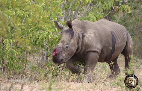 Our new poached rhino gets her first treatment | HESC