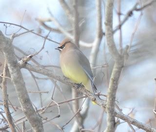 Winter Cedar Waxwing at Ojibway Park | Mark Nenadov | Flickr