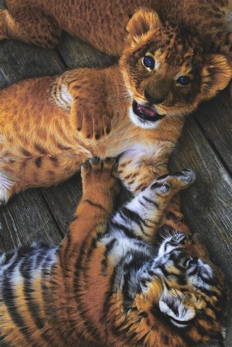 Little tiger cubs and lion cubs : r/AnimalsMyLove